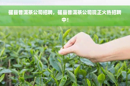 磁县普洱茶公司招聘，磁县普洱茶公司现正火热招聘中！