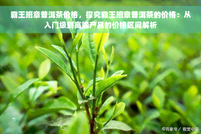 霸王班章普洱茶价格，探究霸王班章普洱茶的价格：从入门级到高端产品的价格区间解析