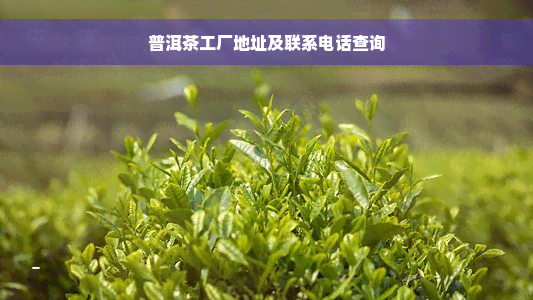 普洱茶工厂地址及联系电话查询