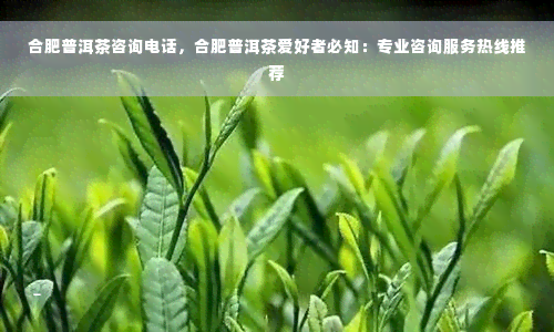 合肥普洱茶咨询电话，合肥普洱茶爱好者必知：专业咨询服务热线推荐