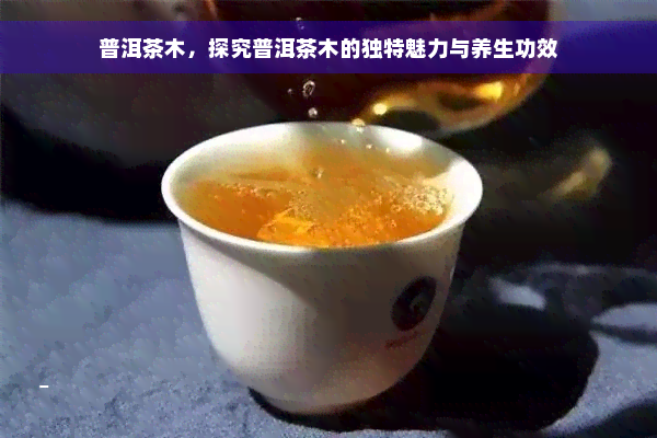 普洱茶木，探究普洱茶木的独特魅力与养生功效