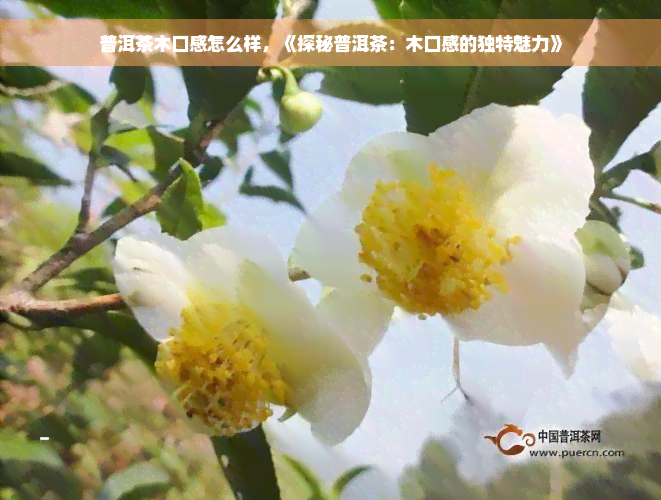 普洱茶木口感怎么样，《探秘普洱茶：木口感的独特魅力》