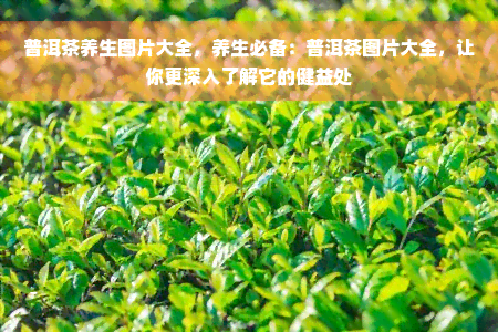 普洱茶养生图片大全，养生必备：普洱茶图片大全，让你更深入了解它的健益处