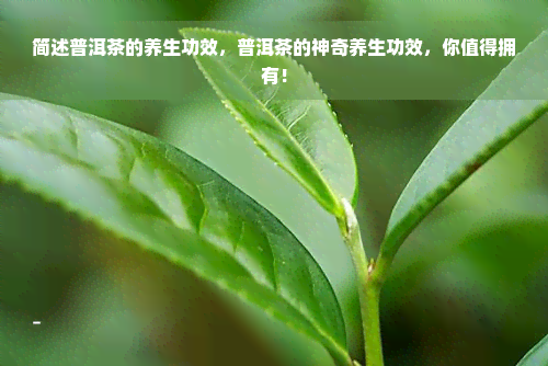 简述普洱茶的养生功效，普洱茶的神奇养生功效，你值得拥有！