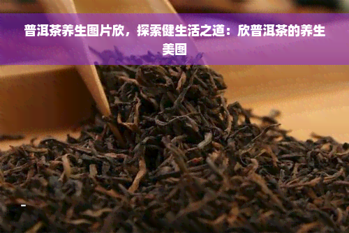 普洱茶养生图片欣，探索健生活之道：欣普洱茶的养生美图