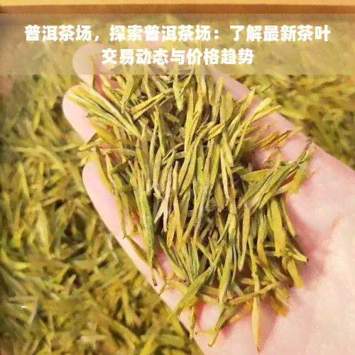 普洱茶场，探索普洱茶场：了解最新茶叶交易动态与价格趋势