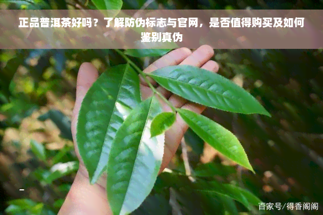 正品普洱茶好吗？了解防伪标志与官网，是否值得购买及如何鉴别真伪