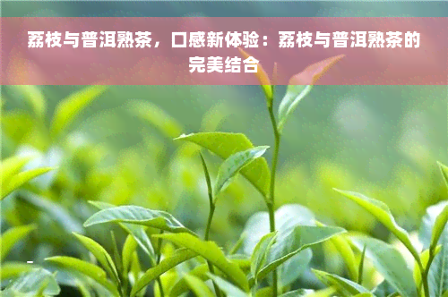 荔枝与普洱熟茶，口感新体验：荔枝与普洱熟茶的完美结合