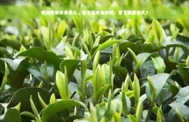 普洱茶常冲泡多久，普洱茶冲泡时间：常下需要多久？