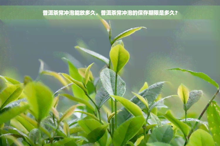 普洱茶常冲泡能放多久，普洱茶常冲泡的保存期限是多久？