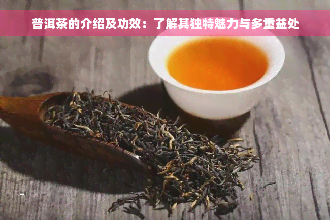 普洱茶的介绍及功效：了解其独特魅力与多重益处