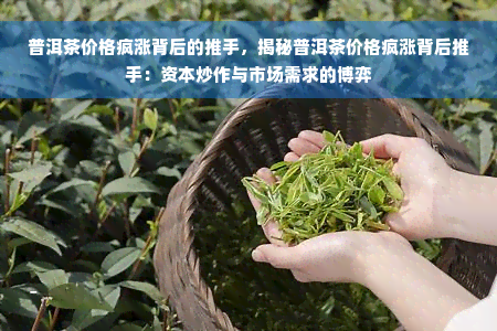 普洱茶价格疯涨背后的推手，揭秘普洱茶价格疯涨背后推手：资本炒作与市场需求的博弈