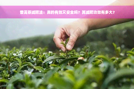 普洱茶减肥法：真的有效又安全吗？其减肥功效有多大？