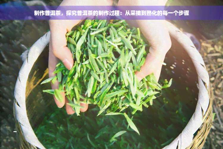 制作普洱茶，探究普洱茶的制作过程：从采摘到熟化的每一个步骤