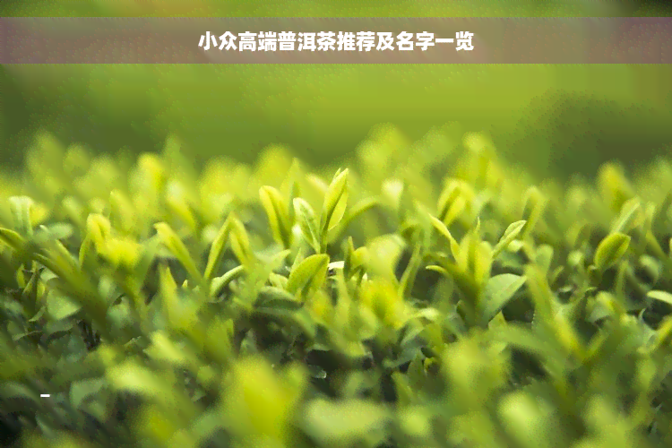 小众高端普洱茶推荐及名字一览