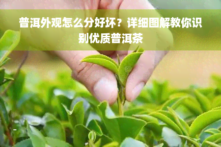 普洱外观怎么分好坏？详细图解教你识别优质普洱茶