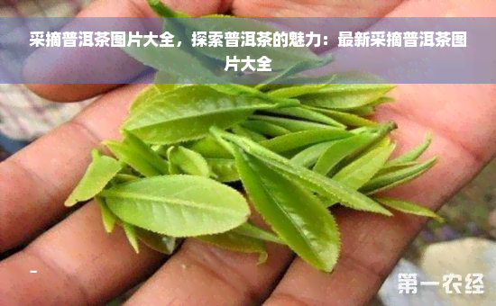 采摘普洱茶图片大全，探索普洱茶的魅力：最新采摘普洱茶图片大全