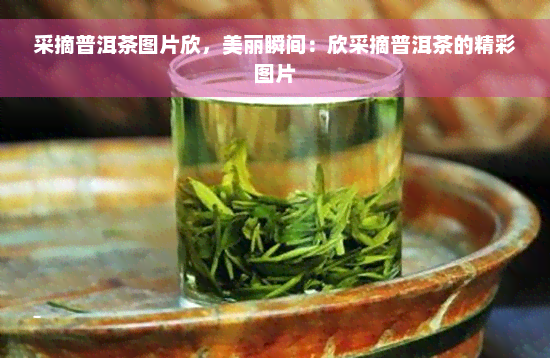 采摘普洱茶图片欣，美丽瞬间：欣采摘普洱茶的精彩图片