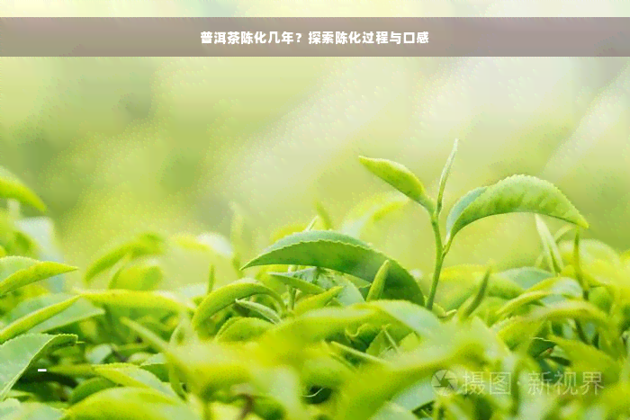 普洱茶陈化几年？探索陈化过程与口感