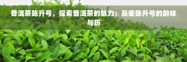 普洱茶陈升号，探索普洱茶的魅力：品鉴陈升号的韵味与历