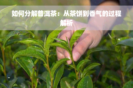 如何分解普洱茶：从茶饼到香气的过程解析