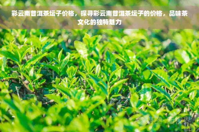 彩云南普洱茶坛子价格，探寻彩云南普洱茶坛子的价格，品味茶文化的独特魅力