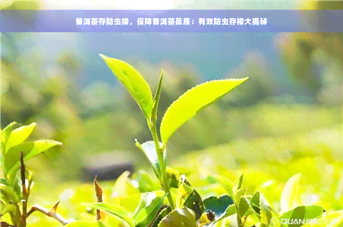 普洱茶存防虫措，保障普洱茶品质：有效防虫存措大揭秘