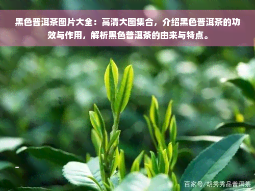 黑色普洱茶图片大全：高清大图 *** ，介绍黑色普洱茶的功效与作用，解析黑色普洱茶的由来与特点。