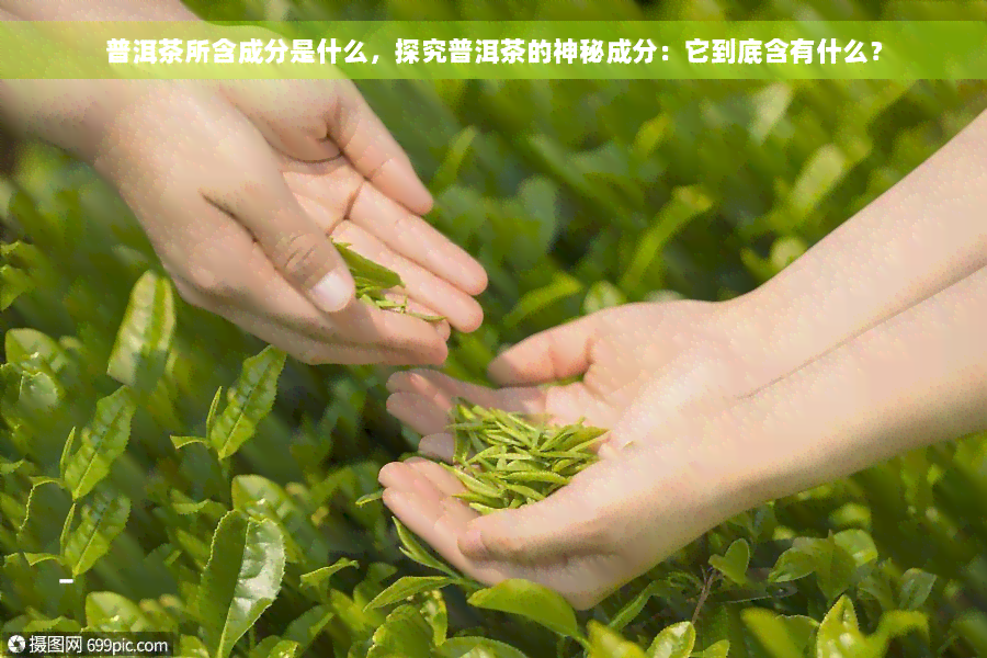 普洱茶所含成分是什么，探究普洱茶的神秘成分：它到底含有什么？