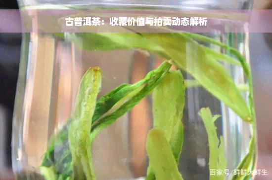 古普洱茶：收藏价值与拍卖动态解析