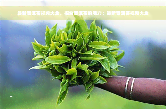 最新普洱茶视频大全，探索普洱茶的魅力：最新普洱茶视频大全