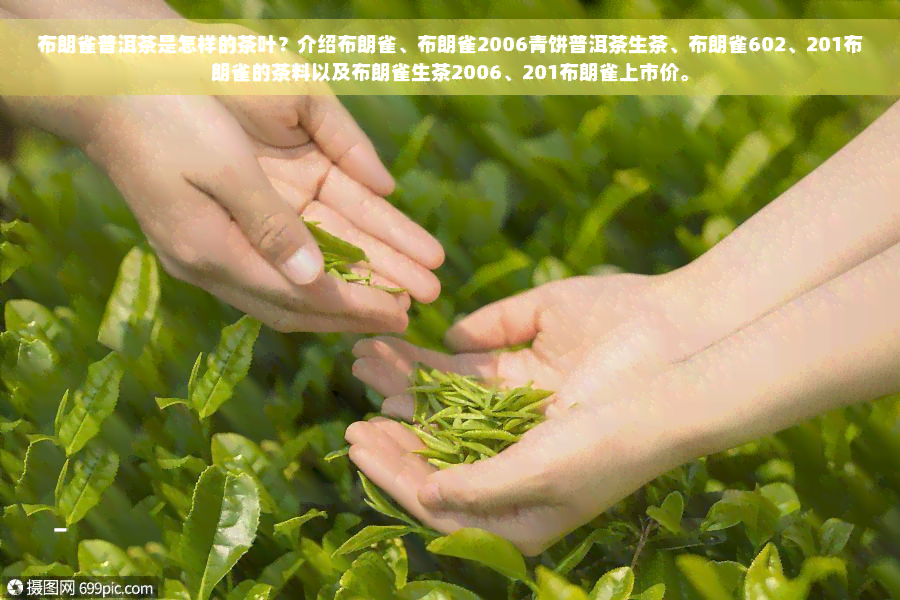 布朗雀普洱茶是怎样的茶叶？介绍布朗雀、布朗雀2006青饼普洱茶生茶、布朗雀602、201布朗雀的茶料以及布朗雀生茶2006、201布朗雀上市价。