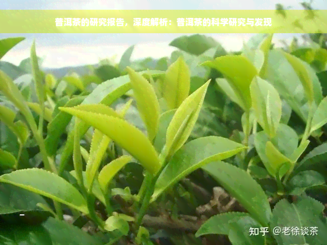 普洱茶的研究报告，深度解析：普洱茶的科学研究与发现