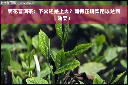 菊花普洱茶：下火还是上火？如何正确饮用以达到效果？