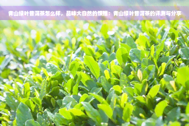 青山绿叶普洱茶怎么样，品味大自然的馈赠：青山绿叶普洱茶的评测与分享