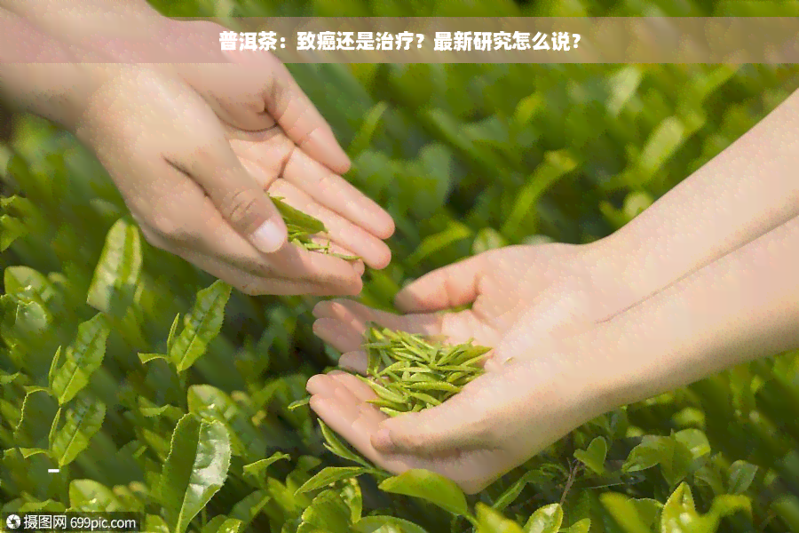 普洱茶：致癌还是治疗？最新研究怎么说？