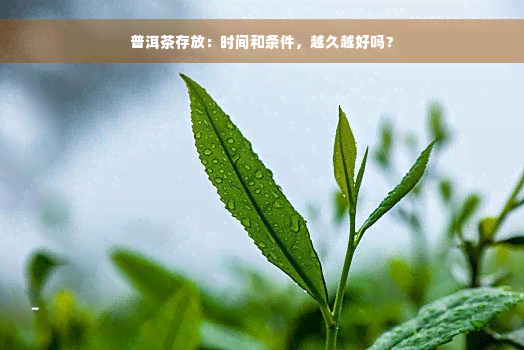 普洱茶存放：时间和条件，越久越好吗？