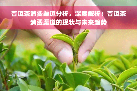 普洱茶消费渠道分析，深度解析：普洱茶消费渠道的现状与未来趋势