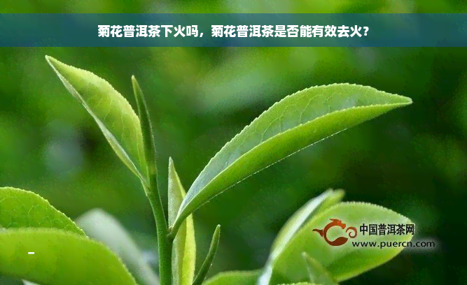 菊花普洱茶下火吗，菊花普洱茶是否能有效去火？