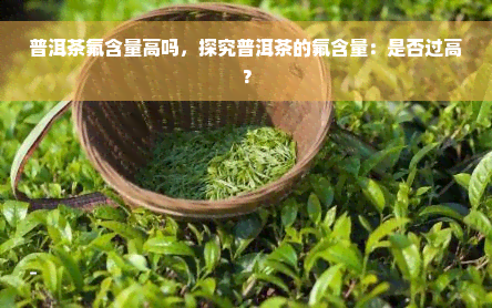 普洱茶氟含量高吗，探究普洱茶的氟含量：是否过高？