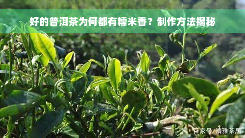 好的普洱茶为何都有糯米香？制作方法揭秘