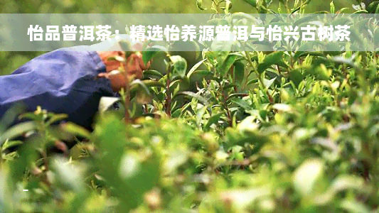 怡品普洱茶：精选怡养源普洱与怡兴古树茶