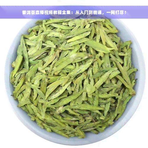 普洱茶直播视频教程全集：从入门到精通，一网打尽！