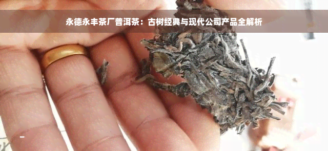 永德永丰茶厂普洱茶：古树经典与现代公司产品全解析