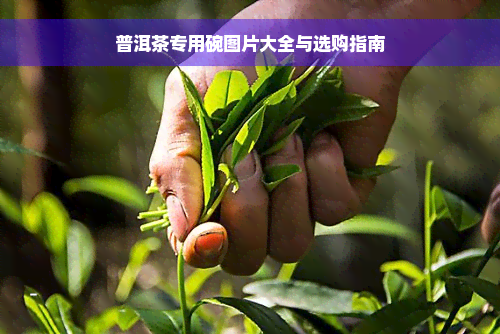 普洱茶专用碗图片大全与选购指南