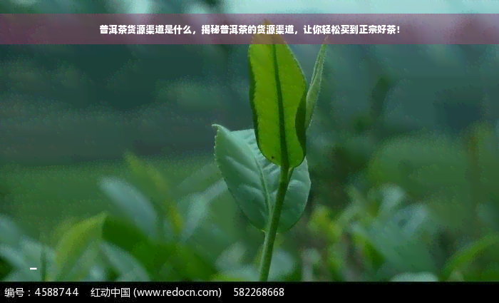 普洱茶货源渠道是什么，揭秘普洱茶的货源渠道，让你轻松买到正宗好茶！