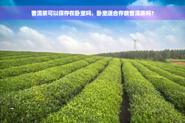 普洱茶可以保存在卧室吗，卧室适合存放普洱茶吗？