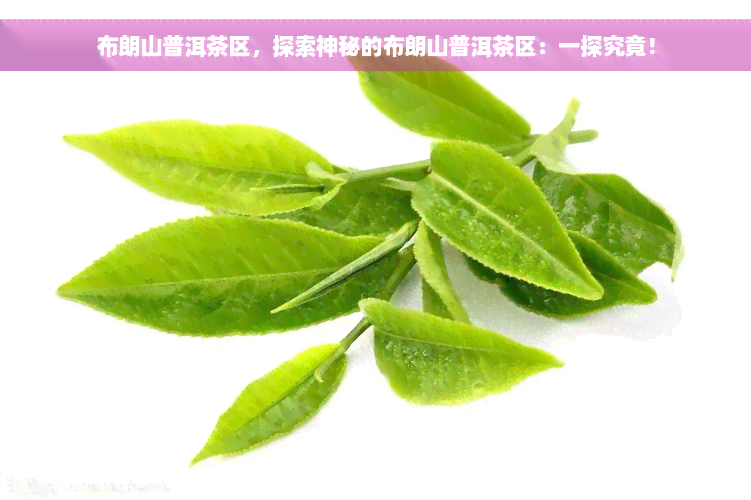 布朗山普洱茶区，探索神秘的布朗山普洱茶区：一探究竟！