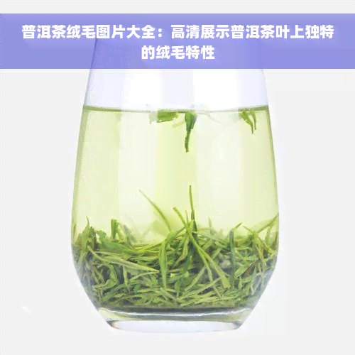 普洱茶绒毛图片大全：高清展示普洱茶叶上独特的绒毛特性