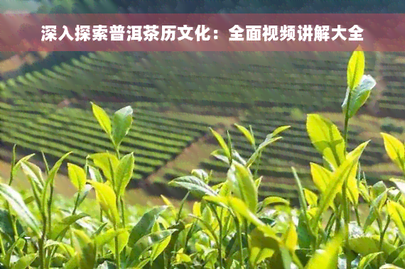 深入探索普洱茶历文化：全面视频讲解大全